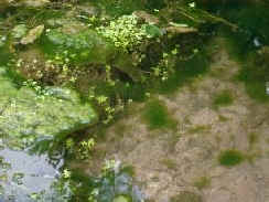 Small Pond Prior to Treatment