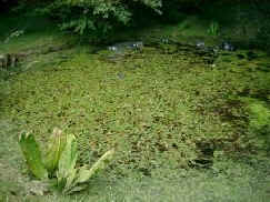 Small Pond Prior to Treatment