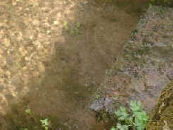 Small Pond 6 Weeks AfterTreatment