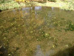 Small Pond 6 Weeks AfterTreatment