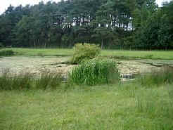 Pond Before Treatment